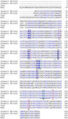 Roles of conserved active site residues in the IscS cysteine desulfurase reaction